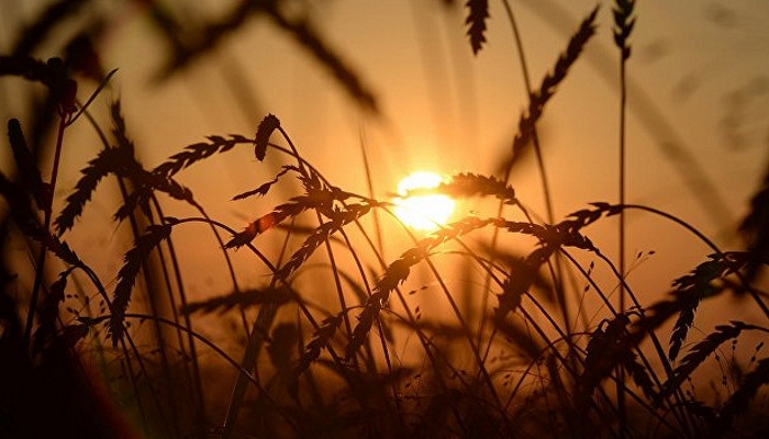 В Минсельхозе РФ предложили, сколько пшеницы продать из госфонда