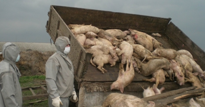 В Новгородской области зафиксировали очаг африканской чумы свиней