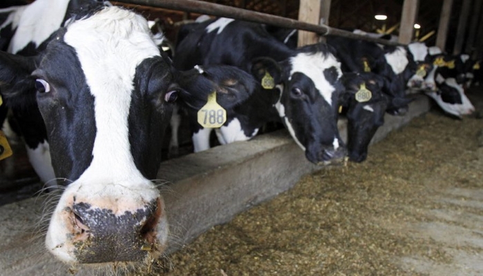В Подмосковье построят молочную ферму на 1,5 тыс. голов