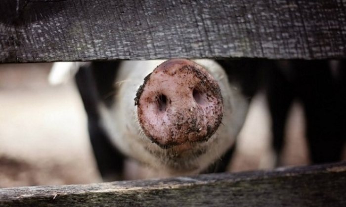 Новая вспышка африканской чумы свиней зарегистрирована в Ленобласти