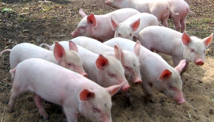 В Тверской области впервые за четыре года обнаружили очаг африканской чумы свиней