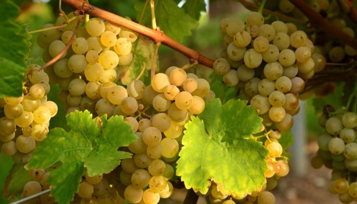 В Минсельхозе обсудили вопросы государственной поддержки отечественного виноградарства