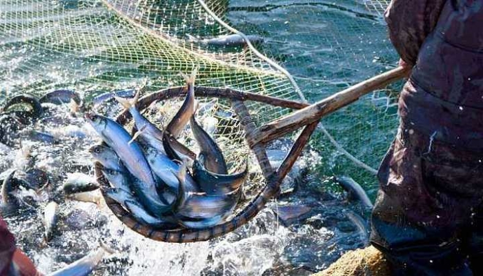 Анонсирована программа Международного рыбопромышленного форума в Петербурге