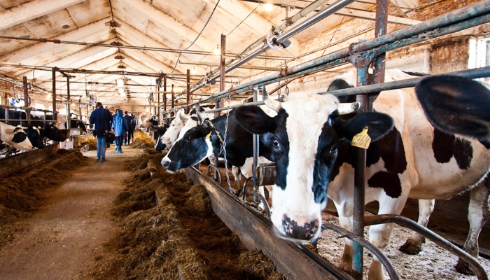Башкортостан: Производители молока получат 185 млн рублей дополнительной поддержки из республиканского бюджета