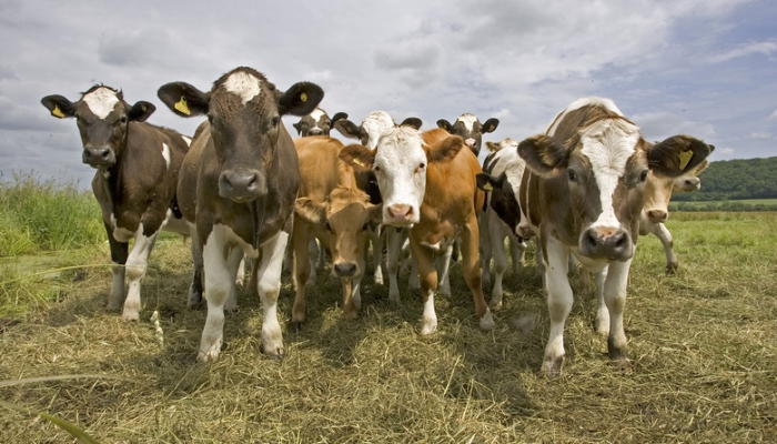 Более 77 тысяч тонн молока произведено в сельхозпредприятиях Саратовской области