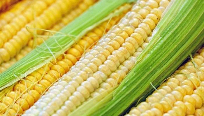 DEKALB выводит на рынок новые продукты в технологии возделывания кукурузы