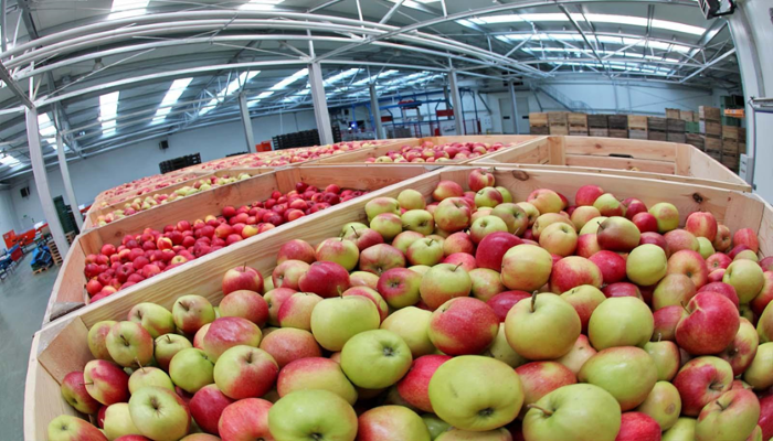 Хранилища Кубани могут принять на 38 тыс. тонн фруктов больше