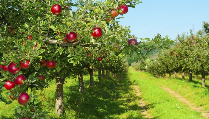 К 2024 году Россия увеличит производство яблок до 1,3 млн тонн