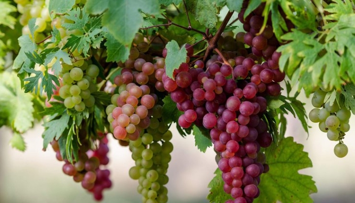 Каким будет урожай винограда на юге России