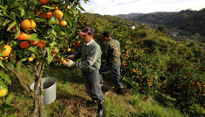 Комментарий. Сборщики овощей в Италии требуют улучшения условий труда