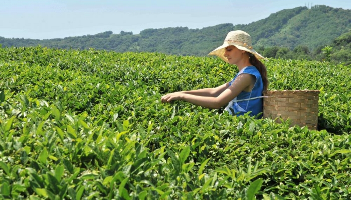 Краснодарский край до 2021г планирует восстановить 455 га чайных плантаций
