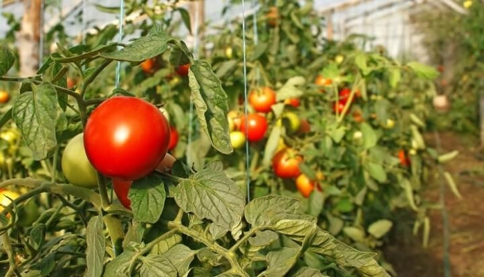 Лисовский: У России есть все возможности для перехода на полное самообеспечение овощами