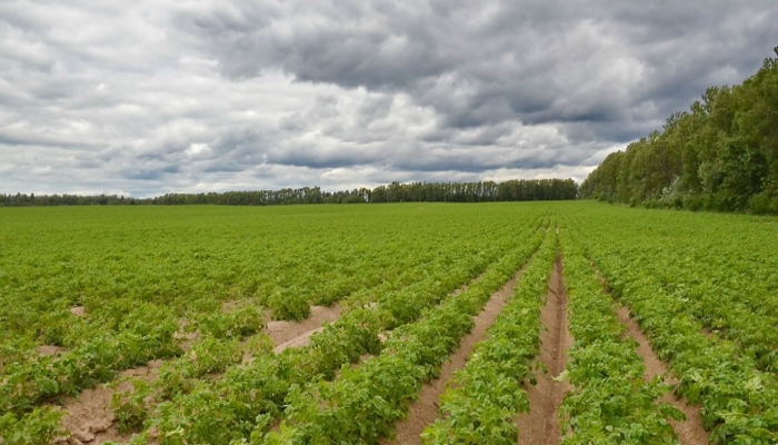Лукашенко: Развивать агропром дешевле, чем импортировать продовольствие