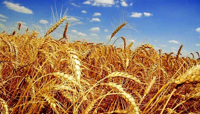 МЭР ожидает урожая зерновых в РФ в 2018 году в размере 113-115 млн т