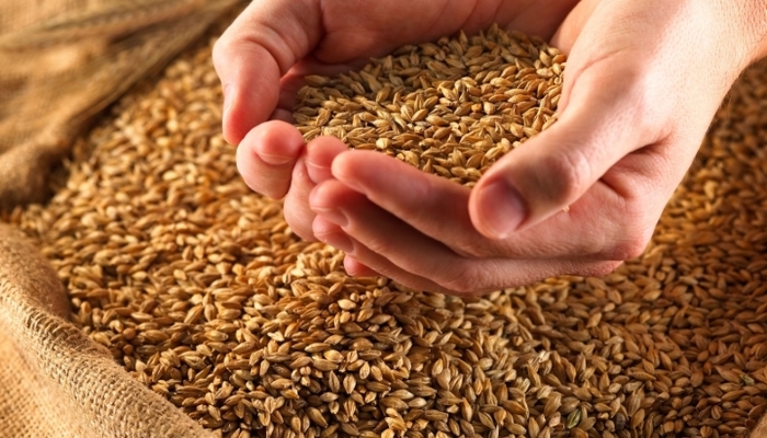 Минсельхоз РФ предлагает увеличить объем зерна для реализации из госфонда