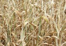 Правительство Германии пока не готово выделить фермерам 1 млрд из-за засухи в качестве помощи