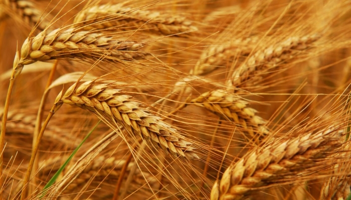 Прогноз производства пшеницы в ЕС вновь значительно снижен