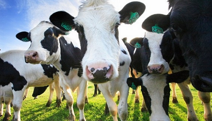 Производство молока в Краснодарском крае с прошлого года выросло на 106%