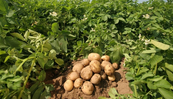 России грозит дефицит семенного картофеля
