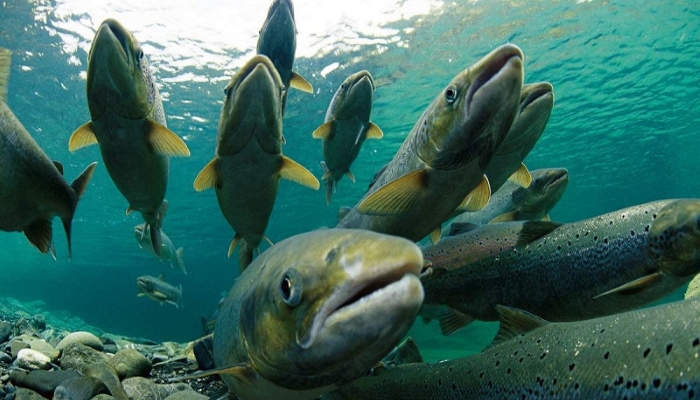 Рыбозаводы Камчатки помогут в разведении лосося