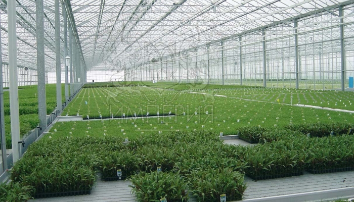 СМИ: Япония предлагает России совместно выращивать помидоры в теплицах на Курилах