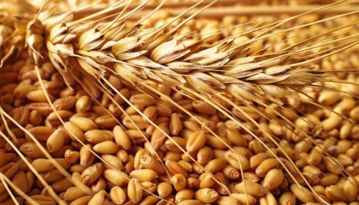 Сельхозорганизации РФ в июле увеличили продажу зерна на 41,5%