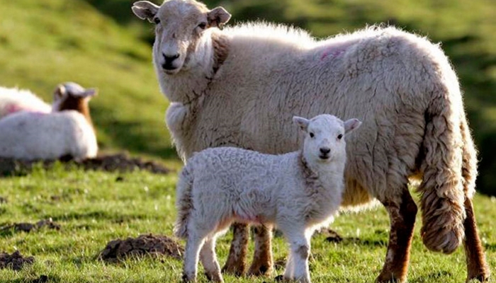 Северная Осетия готова к развитию овцеводства