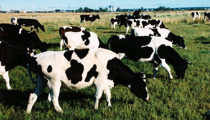Штефан Дюрр: «ЭкоНива» производит 34% молока в Воронежской области