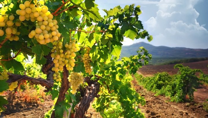 Площадь виноградников в Крыму выросла в три раза