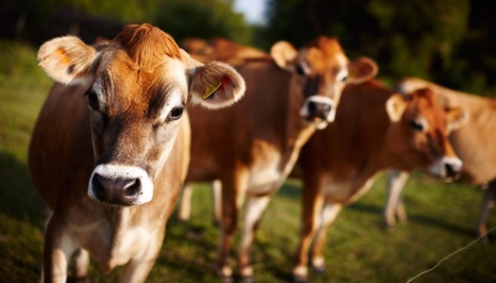 Ученые собрали базу генетических данных для выведения новых пород коров в России