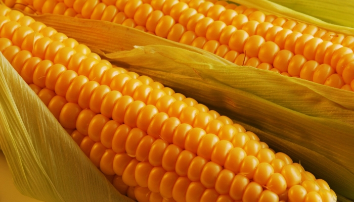 Урожай кукурузы может снизиться до минимума с 2012 года