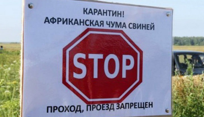 В Калининградской области выявили ещё два очага вируса АЧС