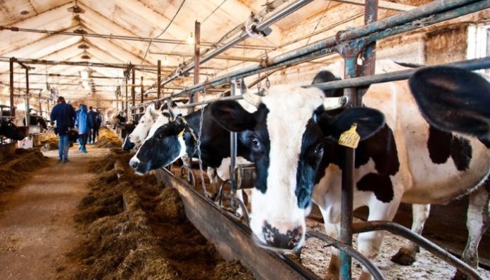 В Костромской области началась активная стадия реализации инвестпроекта ООО «Шуваловское молоко»