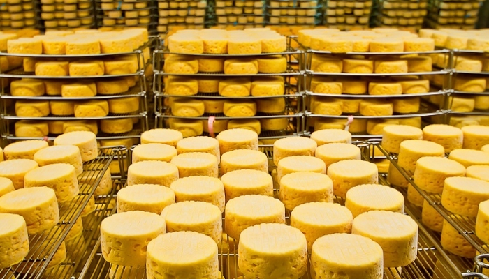В Костромской области начали производство сыра по монастырским рецептам