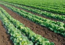 В Костромской области разработана новая программа развития сельского хозяйства