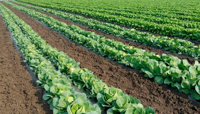 В Костромской области разработана новая программа развития сельского хозяйства