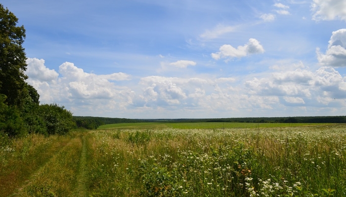 В РФ могут упростить порядок перевода сельхозземель в земли лесного фонда