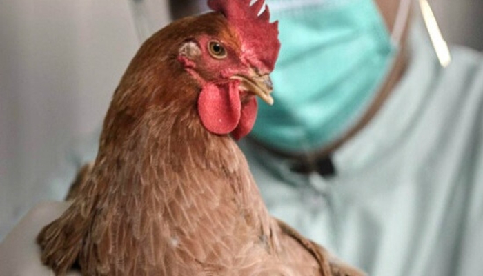 В Татарстане сняли карантин по птичьему гриппу