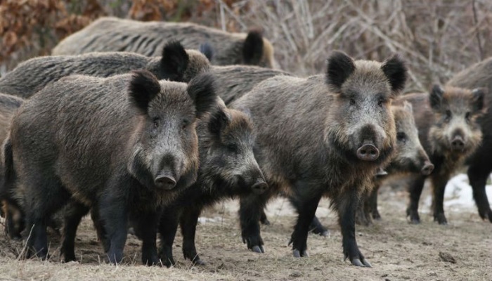 Африканская чума свиней обнаружена в Бельгии и подступает к границам