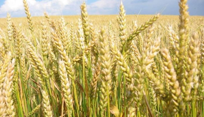 Американская пшеничная ассоциация прекратит работу в России