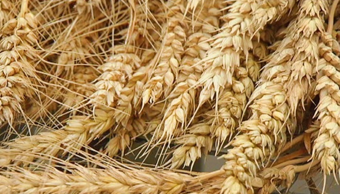 Азербайджан в январе-июле 2018г увеличил импорт пшеницы на 17%