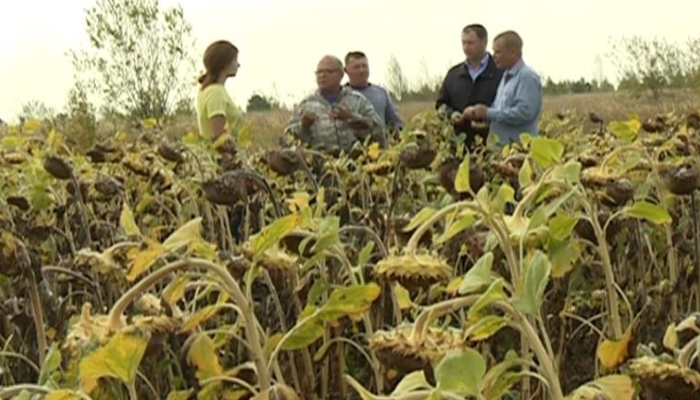 Иностранные инвесторы развивают аграрную отрасль Рязанской области
