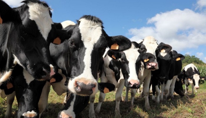 Калининградские фермеры отправили в регионы России три тысячи голштинских коров