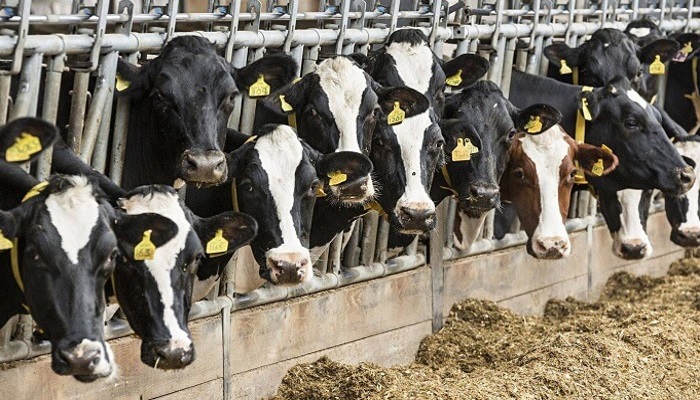 Калужская область намерена производить миллион тонн молока в год