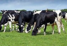 Костромская область: На животноводческий комплекс «Шуваловское молоко» завезли первую партию коров