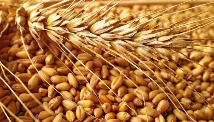 Кубанские аграрии получили в 2018 году 75,5 млн рублей на приобретение элитных семян