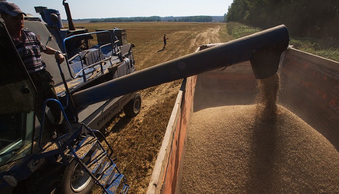 Минсельхоз понизил прогноз по экспорту зерна в 2018-2019 сельхозгоду до 35-37 млн тонн