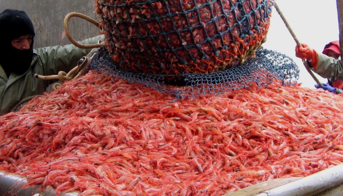 Минсельхоз запретил ловлю черноморской креветки до конца 2018 года