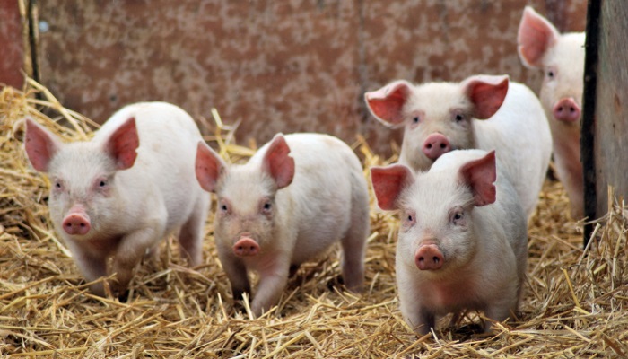 На Кубани выявлен очаг африканской чумы свиней