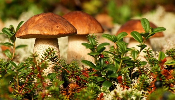 Николаев рассказал, когда в Госдуму внесут законопроект о сбыте лесных ягод и грибов